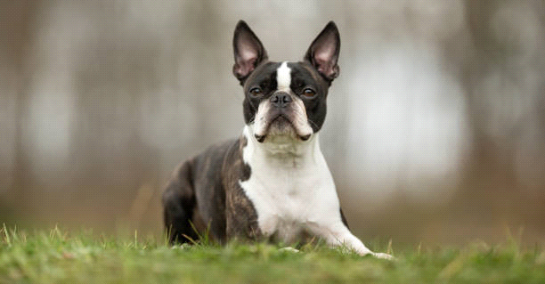 breeds-big-image1