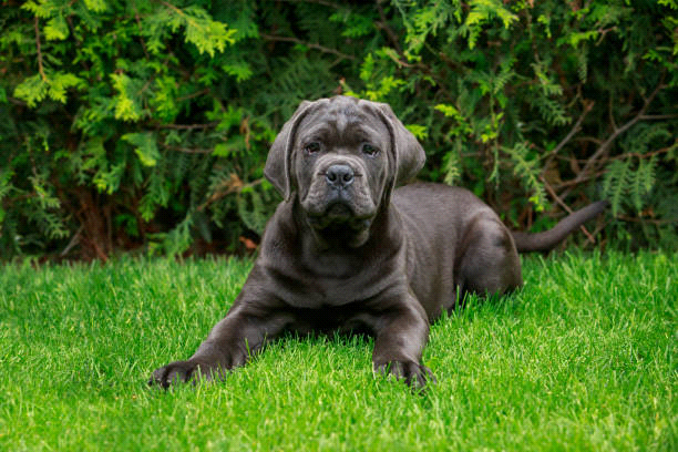 breeds-big-image2