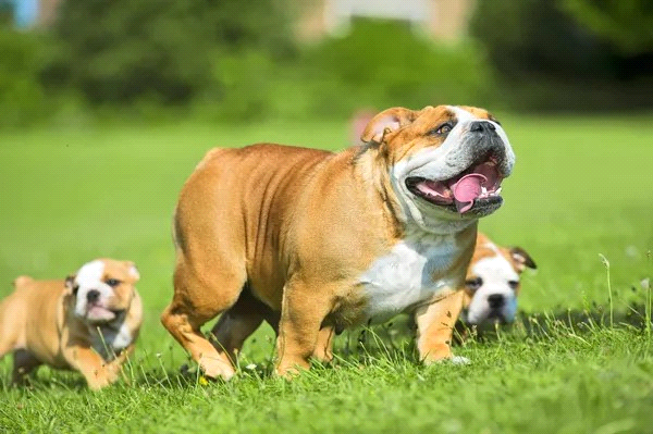 breeds-big-image1