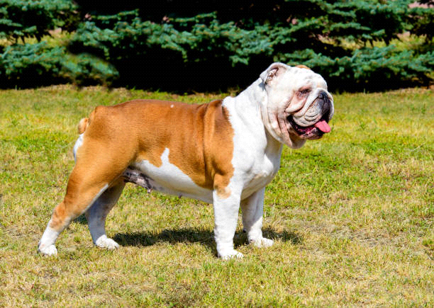 breeds-big-image2