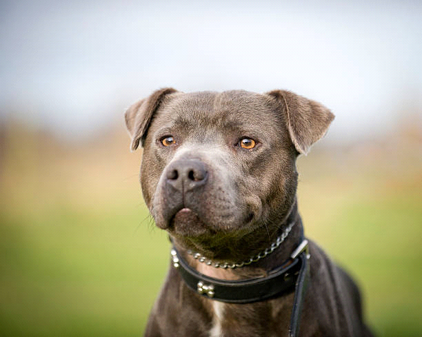 breeds-big-image1