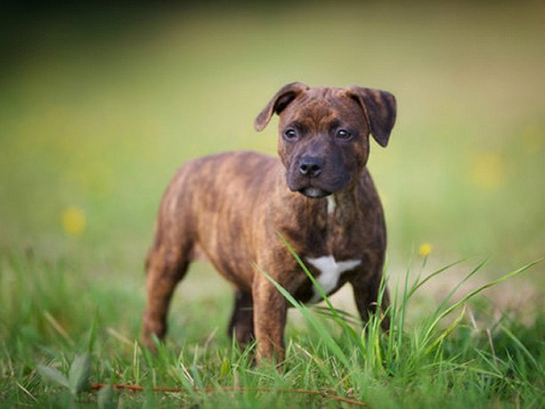 breeds-big-image2