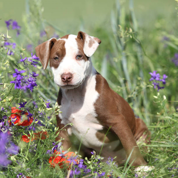 breeds-big-image1