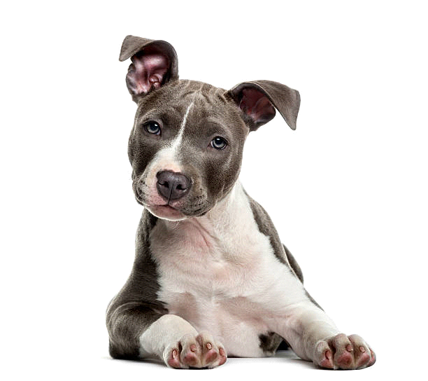breeds-big-image2
