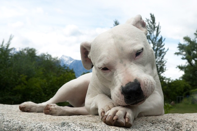 breeds-big-image1