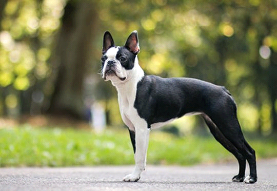 breeds-big-image2