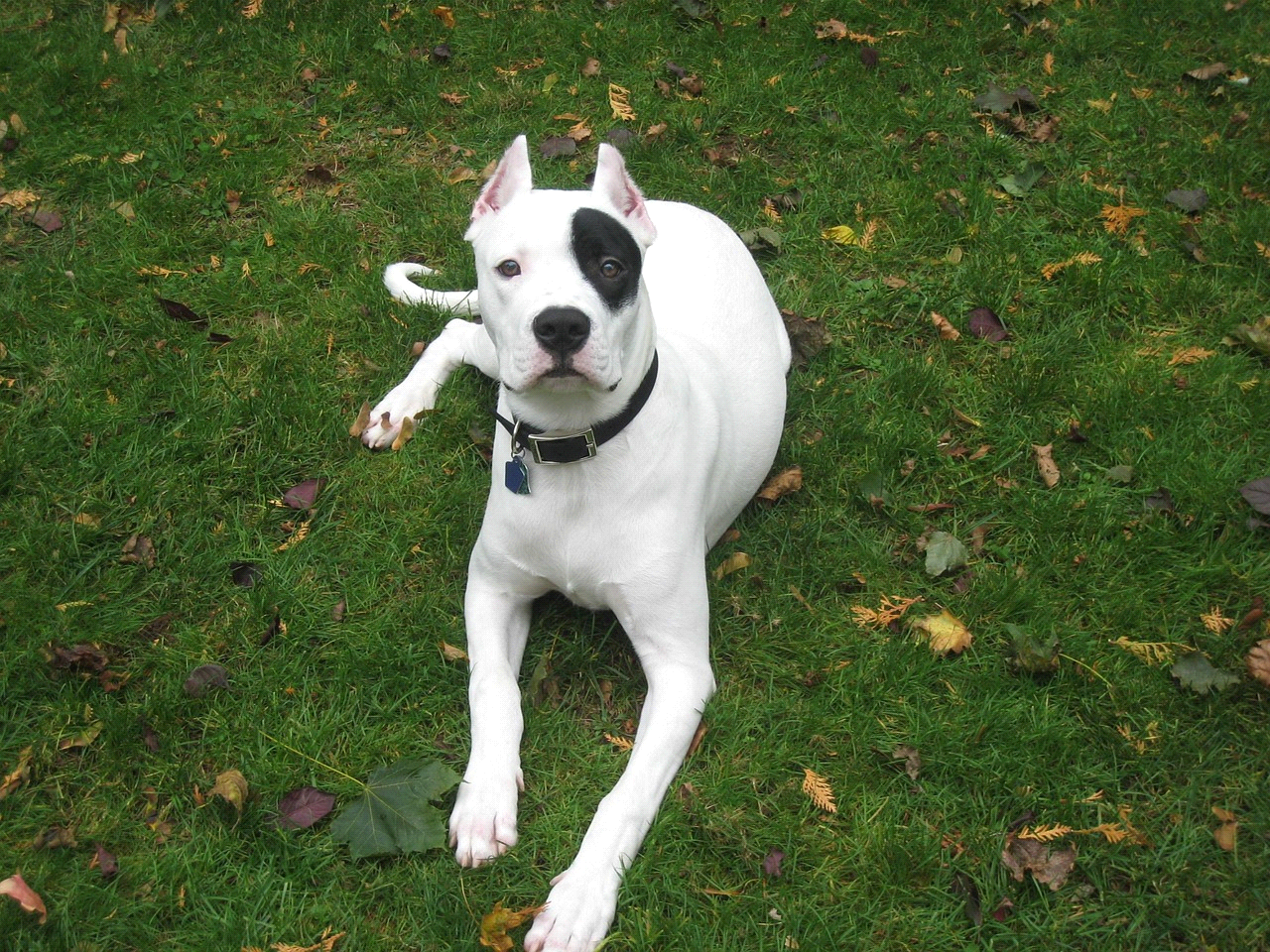 breeds-big-image2