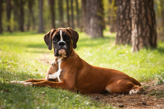 breeds-big-image2