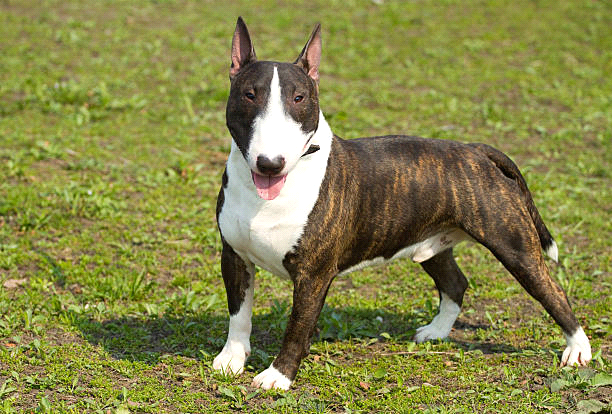 breeds-big-image1