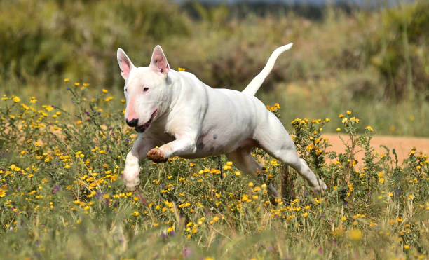 breeds-big-image2