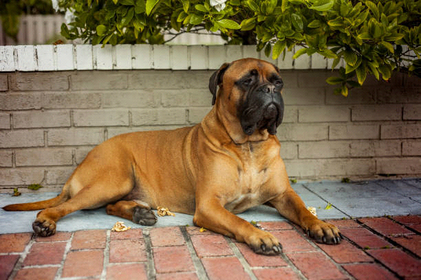 breeds-big-image1
