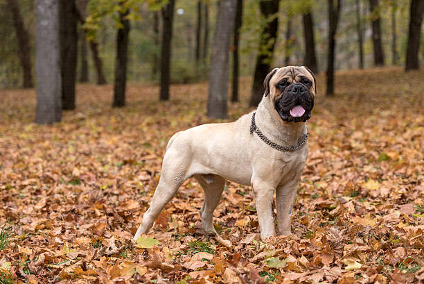 breeds-big-image2