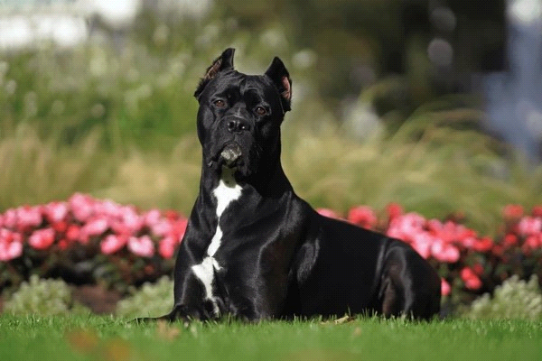 breeds-big-image1