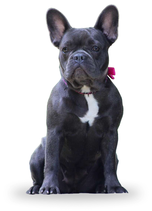 banner-dog