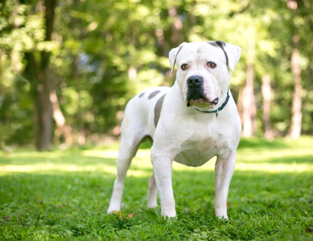 breeds-big-image1
