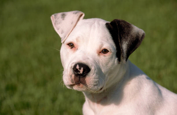 breeds-big-image2