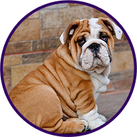 find-puppies1