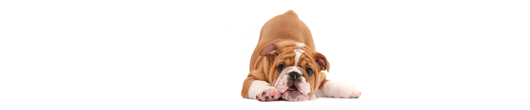 footer-vector