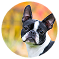 social-dog1