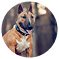 social-dog2