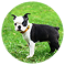 social-dog4