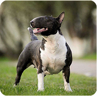 stud-showcase-two4