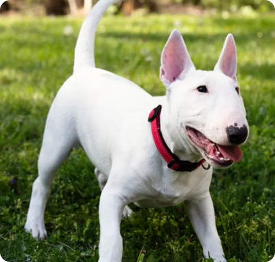 about-terrier-1