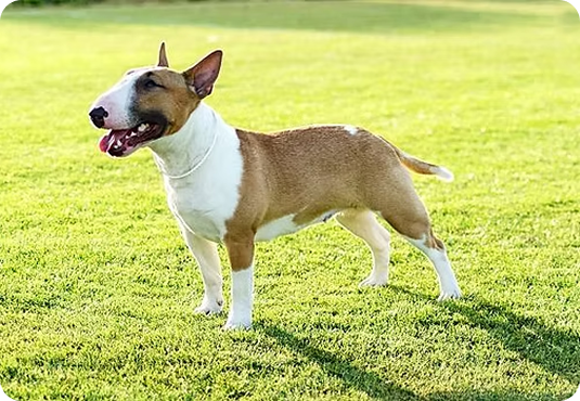 about-terrier-2