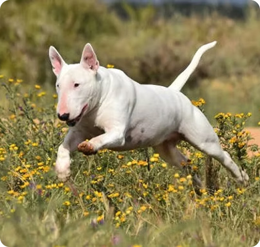 about-terrier-3