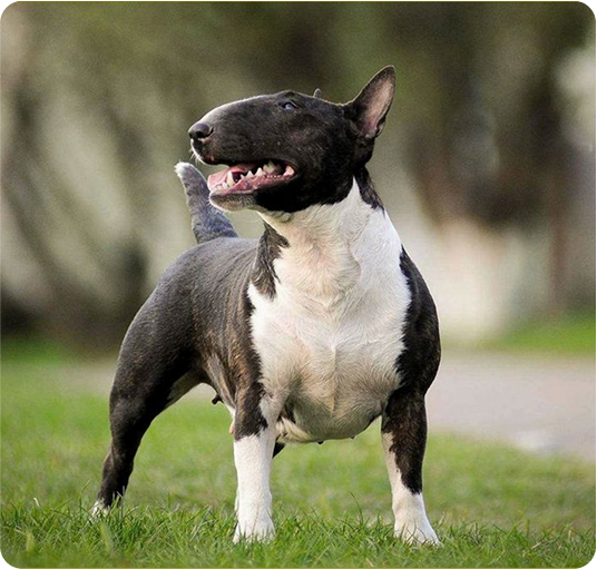 about-terrier-1