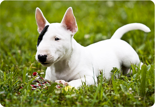 about-terrier-2