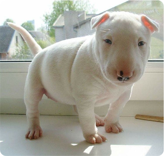 about-terrier-3