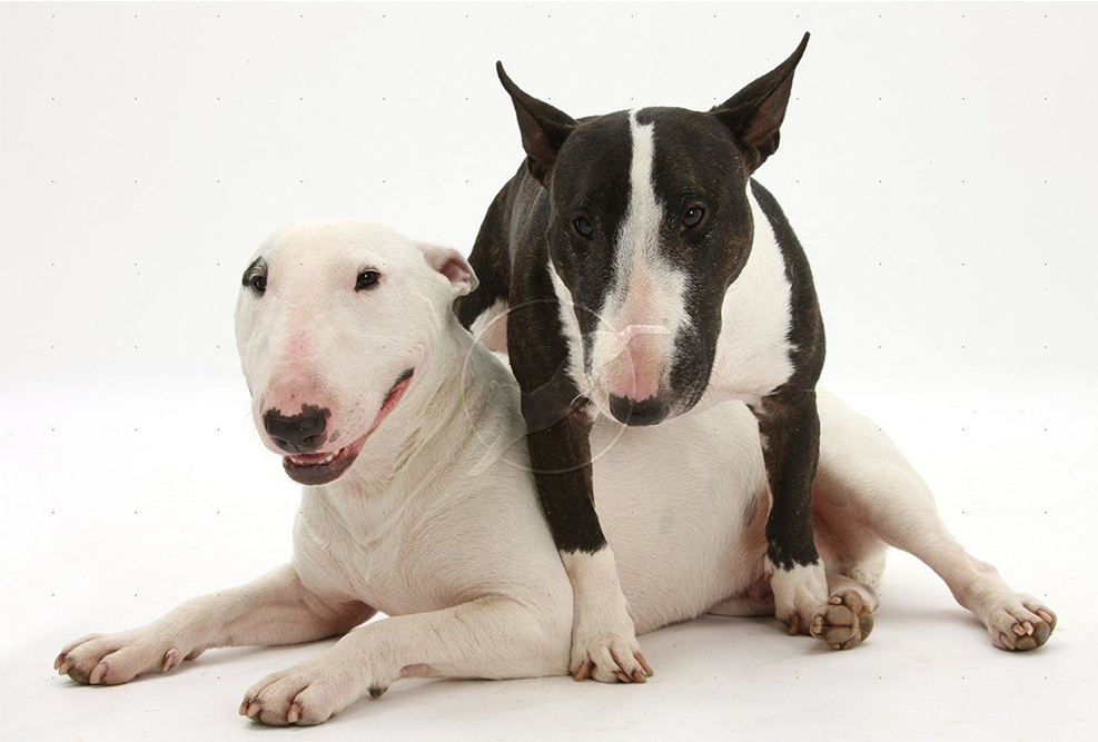 dogs-paradise