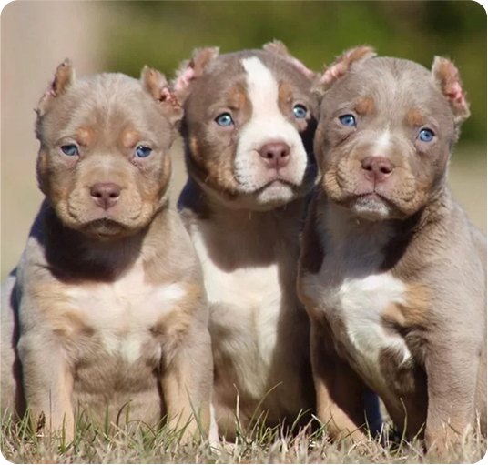 about-terrier-3
