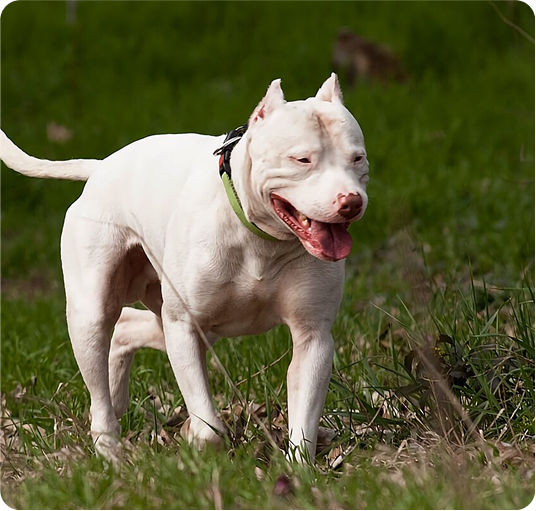 about-terrier-1