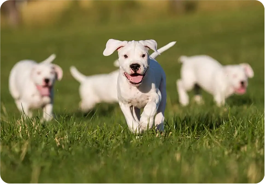 about-terrier-2
