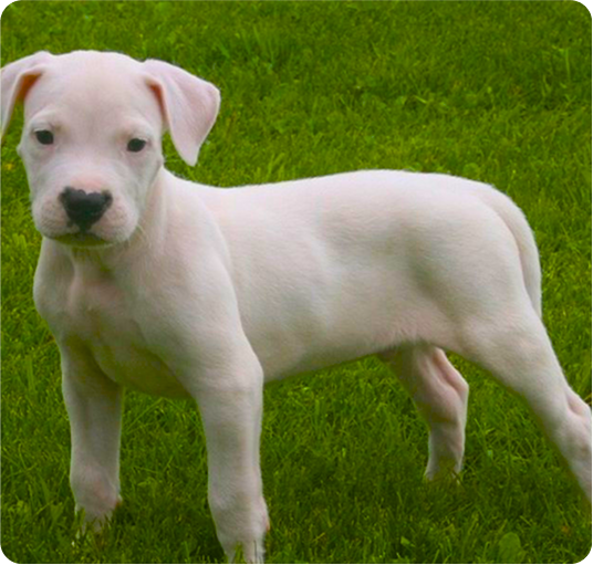 about-terrier-3