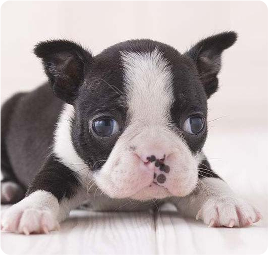 about-terrier-1