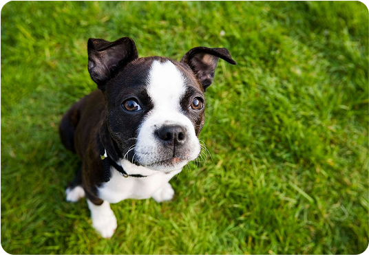 about-terrier-2