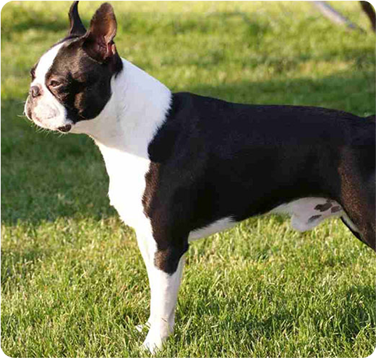 about-terrier-3