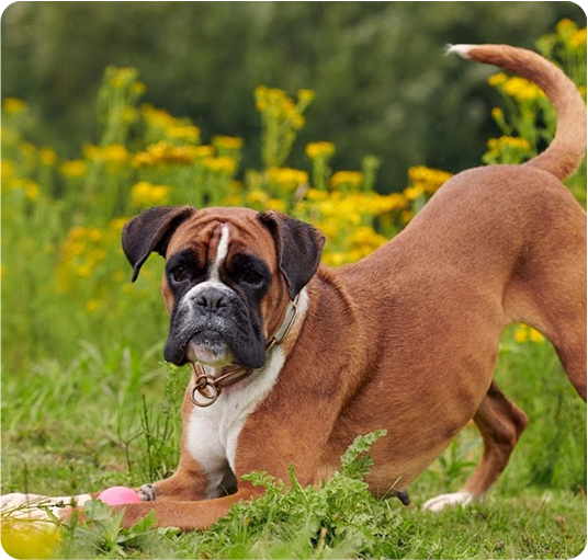 about-terrier-1
