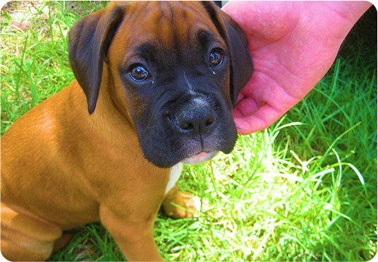 about-terrier-2