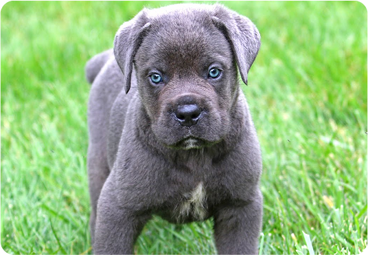 about-terrier-2