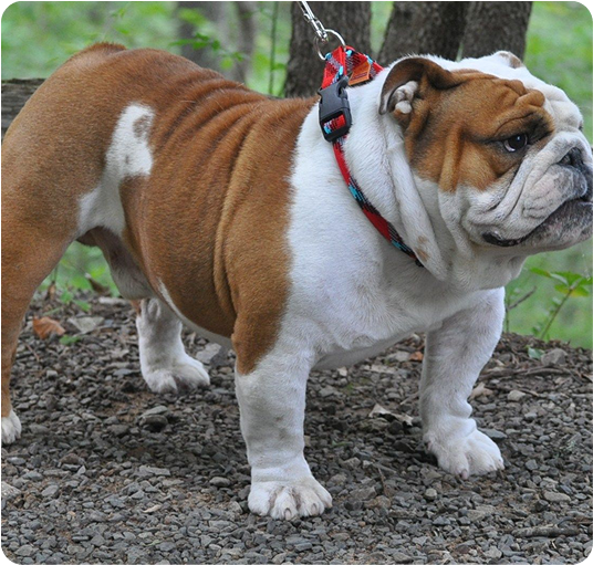 about-terrier-1