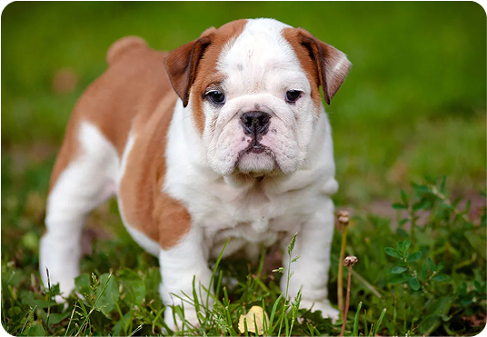 about-terrier-2