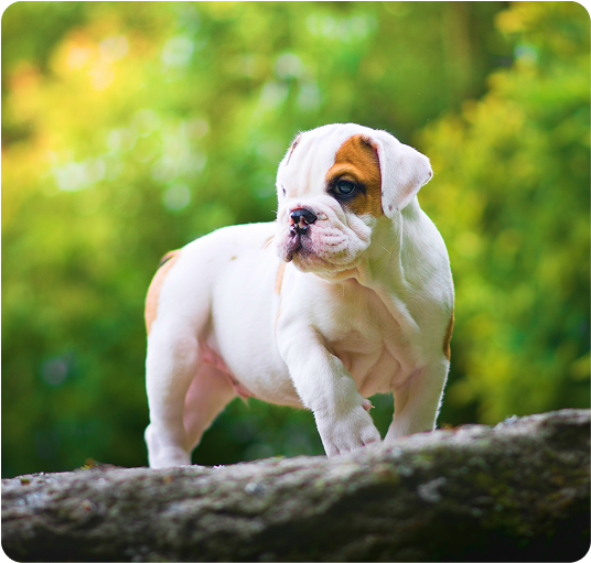 about-terrier-3