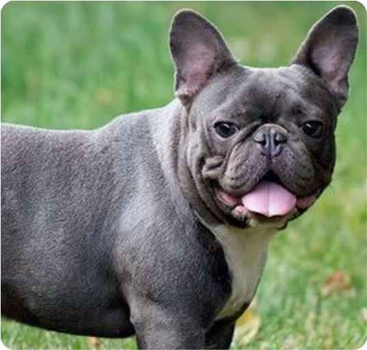 about-terrier-1
