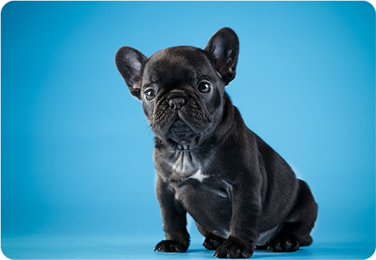 about-terrier-2