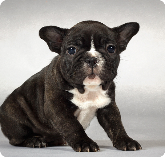 about-terrier-3