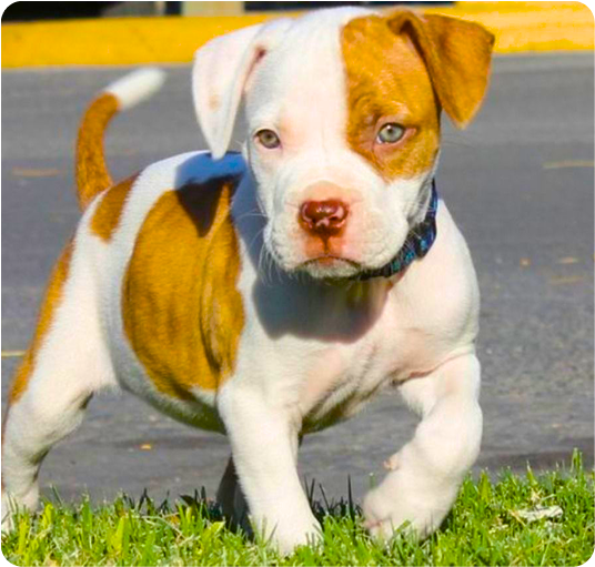about-terrier-3